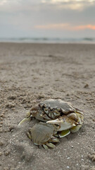 crab on the beach