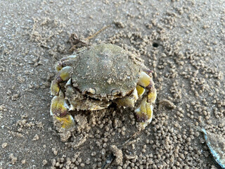 crab on the beach