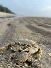 crab on the beach