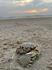 crab on the beach
