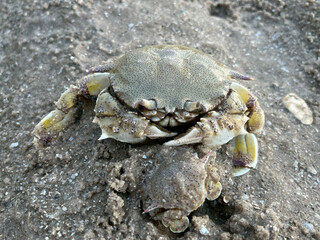 crab on the beach
