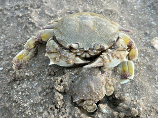 crab on the beach
