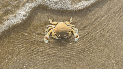 crab on the beach
