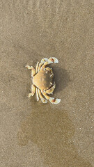 crab on the beach