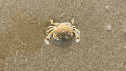 crab on the beach