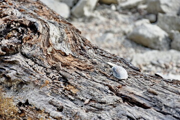 Texture of a washed-out tree trunk