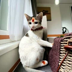 Divine Kitty: The Blessed Bindi Cat