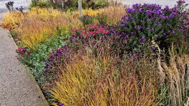 autumn flowerbed with perennials and grasses in a square with black stone cobblestone tiles, granite curbs autumn purple white and yellow asters and ornamental grasses with sage in a city park