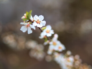 4月に咲いたユスラウメの白い花