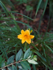 yellow flower on green background