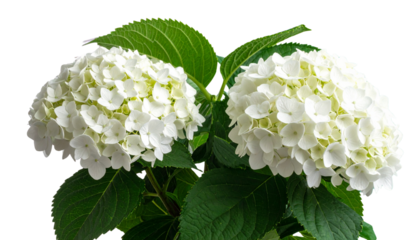 Hydrangea Arborescens Annabelle Shrub – White Flower Bush Isolated PNG