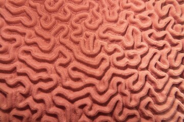 Abstract background in trendy coral color - Organic texture of the hard brain coral
