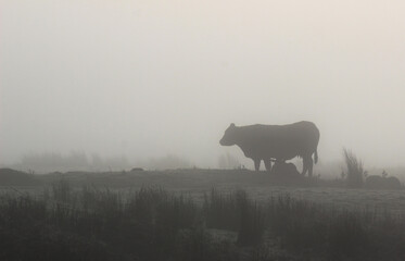 cow and calf silhouetted in fog