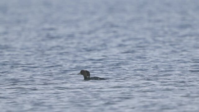A pair of common goldeneyes (Bucephala clangula).  Birds swim on the water.  Slow motion.