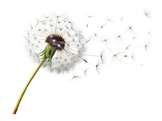 Dandelion Blowing in Wind on White Background  ,PNG. AI Generated