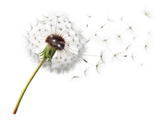 Dandelion Blowing in Wind on White Background  ,PNG. AI Generated