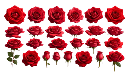  Red Rose Bundle – Multiple Views of Flowers Isolated PNG