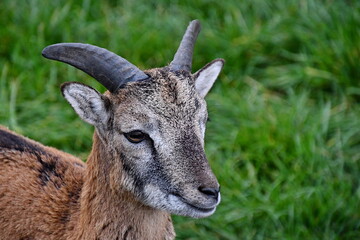 Goat portrait