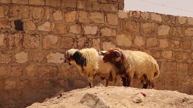 Dominant ram, driven by high testosterone, pushes his body and horns against a rival male sheep, asserting power and hierarchy. The other withdraws, showing submission. Ideal for wildlife documentary.