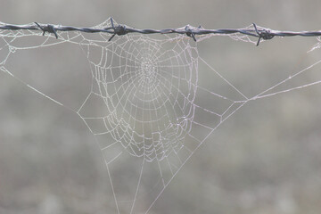 Cobweb on barbed wire fence on a misty autumn morning
