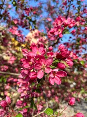 Spring Wildflowers in Bloom