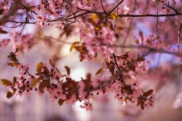 Spring Wildflowers in Bloom