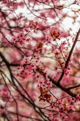 Spring Wildflowers in Bloom