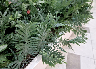 Fototapete bei efototapeten.de bestellen   