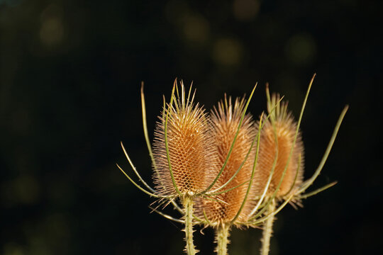 wilde Karde