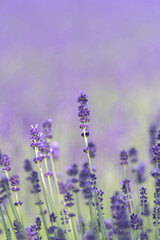 lavender flowers in provence
