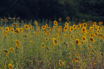 Sonnenblumen