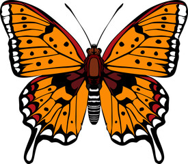 butterfly isolated on white background.The butterfly spreads its wings and is ready to fly.Set of four butterflies flying.
