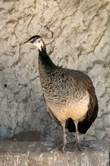 Very beautiful animals