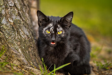 A black cute kitten is yawning and sitting in front of the cement wall.