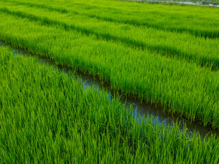 Green rice seedlings in flooded paddy field.