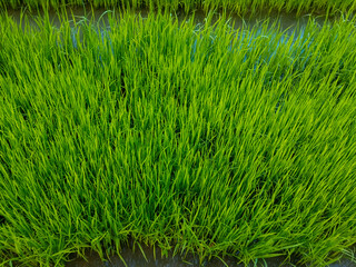 Green rice seedlings in flooded paddy field.
