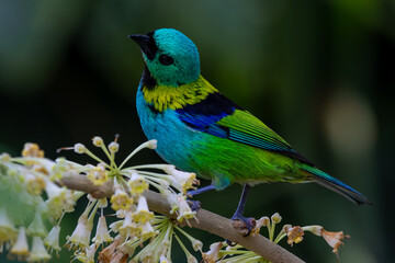 Green-headed Tanager ( Tangara seledon)