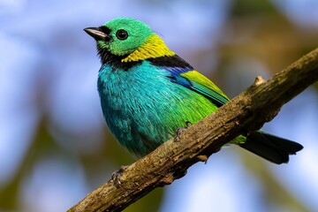 Green-headed Tanager (Tangara seledon)