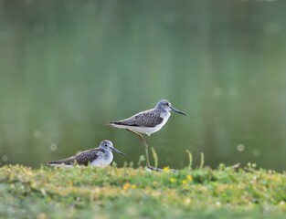 Zwei Grünschenkel (Tringa nebularia) im Pacsmag