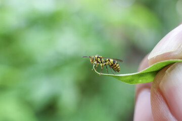 Fototapeta premium Delicate tiny bee insect rests on green leaf held by human finger. macro view of wildlife in nature showing gentle and curious interaction with environment