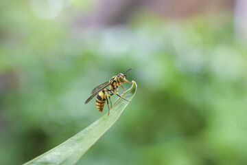 Small yellow and black fly insect resting on green leaf tip. delicate bug in nature with blurred background in this calm macro wildlife photography