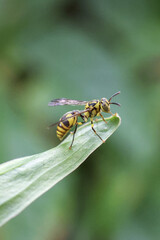 Yellow and black wasp insect poised on green leaf tip in nature. Macro wildlife photography shows alert creature against soft focus background in garden