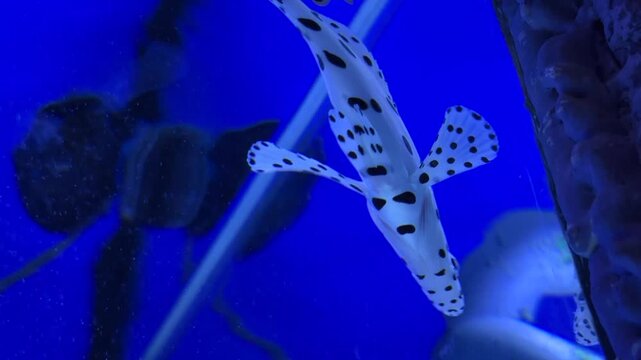 tropical fish swimming in aquarium