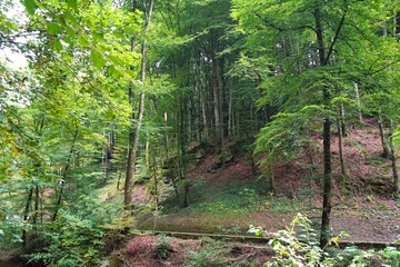Obraz premium forest 