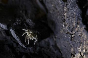 Creepy white spider on dark wet rock in cave at night. This eerie arachnid waits in dark, tiny predator in scary, mysterious natural habitat with sense of danger