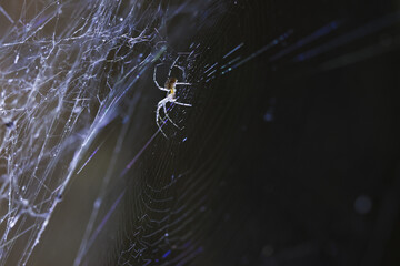 Close up of tiny spider on detailed spiderweb with dark, blurred background. intricate silk structure shows patient hunter waiting in mysterious night