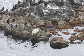 A seal and a ringed seal lie on the rocks, with cormorants perched nearby. Kunashir Island