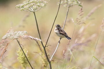 A female Amur stonechat sits on a dry blade of grass.