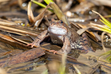 Common frog sitting on a large stone close up