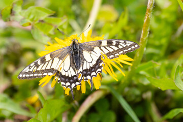 Papilio machaon butterfly sits on green leaves